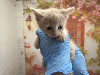 RZA -  Domestic Short Hair Cat for Adoption in San Bernardino, California - RZA | PetCurious