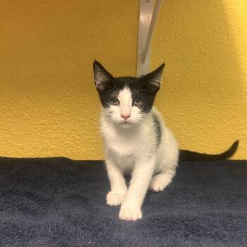 Dr. Cucumber -  Domestic Short Hair Cat for Adoption in Fresno, California - Dr. Cucumber | PetCurious