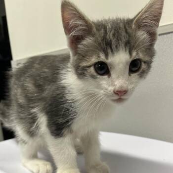 Domestic Medium Hair Cats Available for Adoption in Tampa, Florida - Garnet | PetCurious
