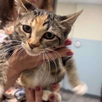 Cibatta -  Domestic Short Hair Cat for Adoption in Las Vegas, Nevada - Cibatta | PetCurious
