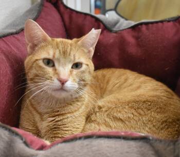 Domestic Short Hair Cats Available for Adoption in Boise, Idaho - Stella | PetCurious