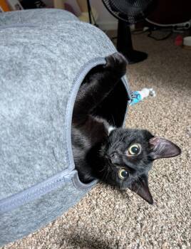 Domestic Short Hair Cats Available for Adoption in Cincinnati, Ohio - Ferg | PetCurious