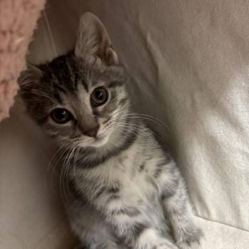 Junebug -  Domestic Short Hair Cat for Adoption in Garden City, Michigan - Junebug | PetCurious