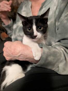 Rescue Domestic Short Hair Cats for Adoption in Clymer, Pennsylvania - Oakley | PetCurious