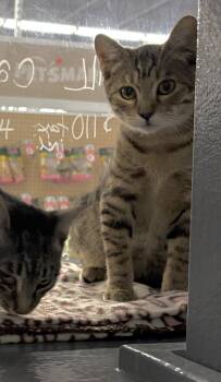 Rescue Domestic Short Hair Cats for Adoption in Zimmerman, Minnesota - Rowan | PetCurious