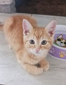 Tabby Cats Available for Adoption in Pasco, Washington - Tangerine | PetCurious