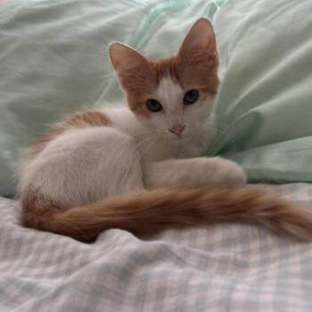 Simba -  Siamese Cat for Adoption in New Braunfels, Texas - Simba | PetCurious