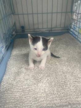 Rupert -  Domestic Short Hair Cat for Adoption in Gainesville, Florida - Rupert | PetCurious