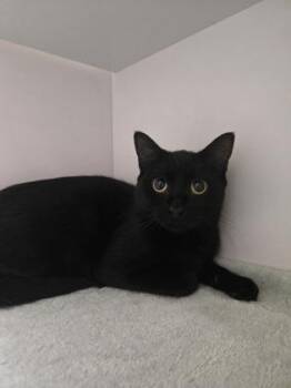 Summer -  Domestic Short Hair Cat for Adoption in Savannah, Georgia - Summer | PetCurious