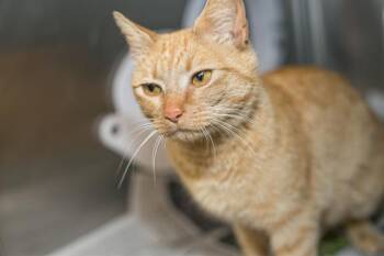 Domestic Short Hair Cats Available for Adoption in Charlotte, North Carolina - SASSY | PetCurious