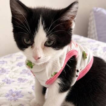 Pixie -  Domestic Short Hair Cat for Adoption in Wichita, Kansas - Pixie | PetCurious