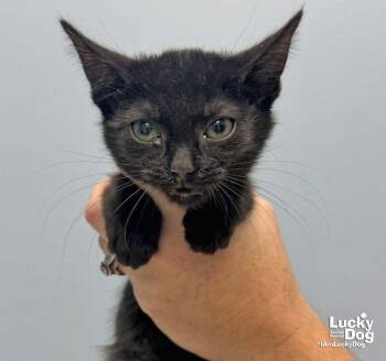 Lavender -  Domestic Short Hair Cat for Adoption in Washington, District Of Columbia - Lavender | PetCurious
