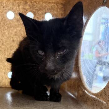 Rescue Domestic Short Hair Cats for Adoption in Philadelphia, Pennsylvania - Meena | PetCurious