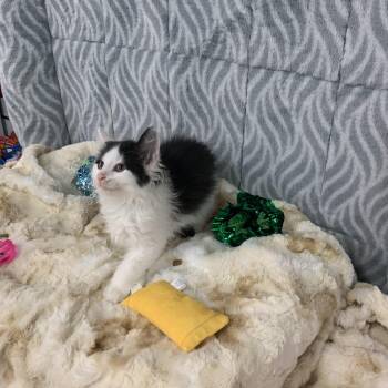 Matilda -  Domestic Long Hair Cat for Adoption in Mechanicsburg, Pennsylvania - Matilda | PetCurious