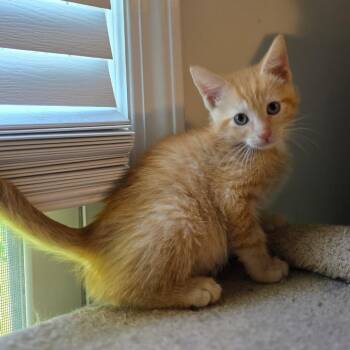 Macaroni -  Domestic Short Hair Cat Available for Adoption - Macaroni | PetCurious
