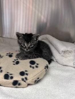 Snappea -  Domestic Short Hair and Tabby Cat for Adoption in Greensboro, North Carolina - Snappea | PetCurious