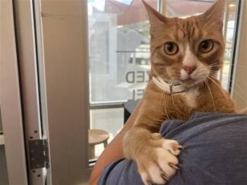 PUSS-N-BOOTS -  Domestic Short Hair Cat for Adoption in San Antonio, Texas - PUSS-N-BOOTS | PetCurious