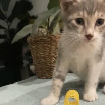 Domestic Short Hair Cats Available for Adoption in Tallahassee, Florida - Betsie Haines | PetCurious
