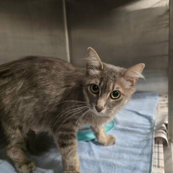 Barci -  Domestic Long Hair Cat for Adoption in Waldorf, Maryland - Barci | PetCurious