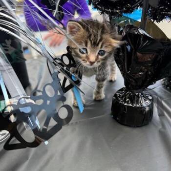 B - Pranee -  Domestic Medium Hair Cat for Adoption in Arizona City, Arizona - B - Pranee | PetCurious