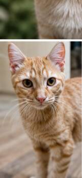 Edgar Allen Poe -  Domestic Short Hair Cat for Adoption in Milton, Georgia - Edgar Allen Poe | PetCurious
