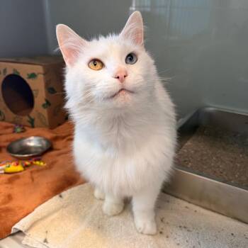 Domestic Short Hair Cats Available for Adoption in Saint Charles, Missouri - Missy | PetCurious