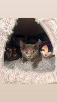 Pepper -  Domestic Short Hair and Dilute Calico Cat for Adoption in Hazlet, New Jersey - Pepper | PetCurious