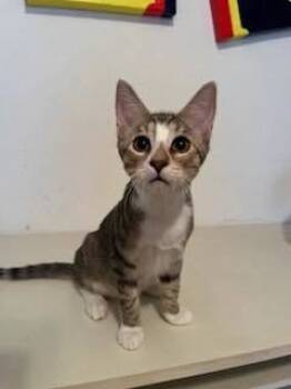 Rescue Tabby Cats for Adoption in Naples, Florida - Fritz | PetCurious
