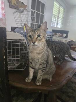 Rescue Domestic Short Hair Cats for Adoption in Naranjito, Naranjito - Leo | PetCurious