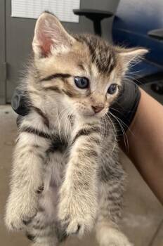ZACK -  Domestic Short Hair Cat for Adoption in Dallas, Texas - ZACK | PetCurious