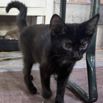 Parton -  American Shorthair Cat for Adoption in Glenelg, Maryland - Parton | PetCurious