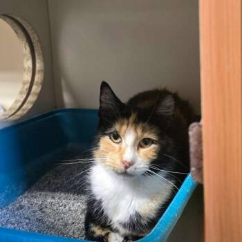 Super Kittie -  Domestic Short Hair Cat Available for Adoption in Hillsboro, Ohio - Super Kittie | PetCurious