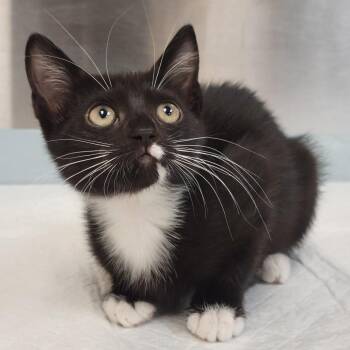Peep -  Domestic Short Hair Cat for Adoption in Sarasota, Florida - Peep | PetCurious