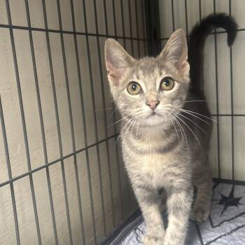 Helena -  Domestic Short Hair Cat for Adoption in Dallas, Texas - Helena | PetCurious