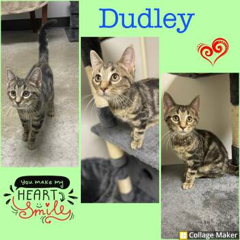 Rescue Domestic Short Hair Cats for Adoption in Clearfield, Pennsylvania - Dudley | PetCurious