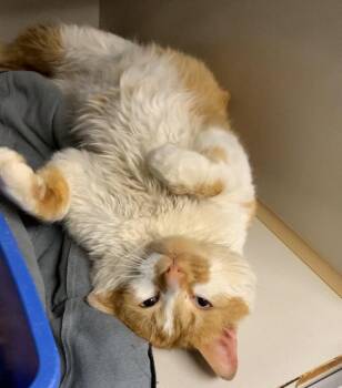 Domestic Short Hair Cats Available for Adoption in Wetaskiwin, Alberta - Ricardo | PetCurious