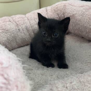 Birria -  Domestic Short Hair Cat for Adoption - Birria | PetCurious