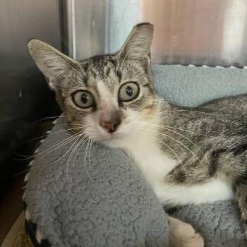 Gale -  Domestic Short Hair Cat for Adoption in Port Charlotte, Florida - Gale | PetCurious