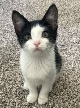 Daisy -  Domestic Medium Hair Cat for Adoption in Ogden, Utah - Daisy | PetCurious