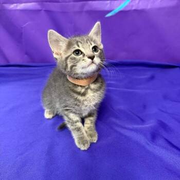 Guinevere -  Domestic Short Hair Cat for Adoption in North Myrtle Beach, South Carolina - Guinevere | PetCurious