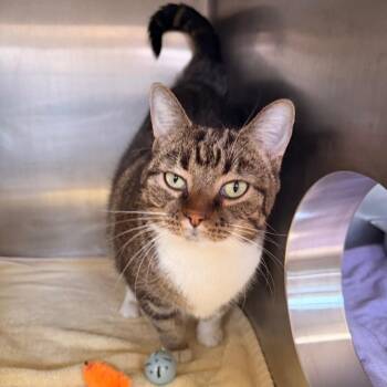 Domestic Short Hair Cats Available for Adoption - Petal | PetCurious