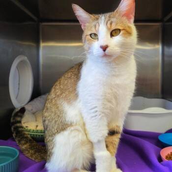Diana -  Domestic Short Hair Cat Available for Adoption in Spokane, Washington - Diana | PetCurious