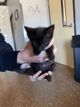 Misty -  Domestic Short Hair Cat for Adoption in Jackson, Tennessee - Misty | PetCurious
