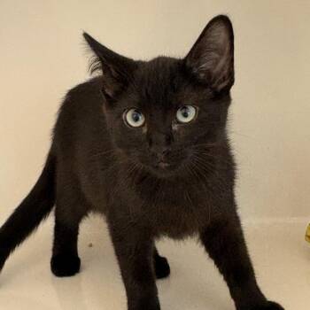 Moon -  Domestic Short Hair Cat for Adoption in Grantsville, Utah - Moon | PetCurious