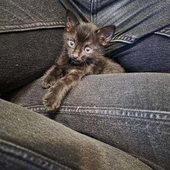 Andromeda -  Domestic Short Hair Cat for Adoption in Madison, Wisconsin - Andromeda | PetCurious