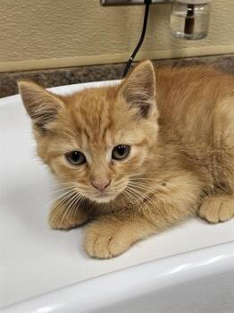WASABI -  Domestic Short Hair Cat for Adoption in Clyde, North Carolina - WASABI | PetCurious