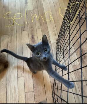 C342 Litter Selma, mom -  Domestic Short Hair Cat for Adoption in Livonia, Michigan - C342 Litter Selma, Mom | PetCurious