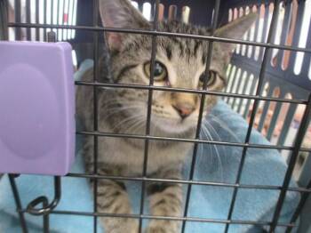 SINNE -  Domestic Short Hair Cat for Adoption in Ocala, Florida - SINNE | PetCurious