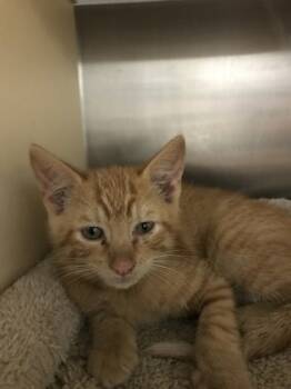 Rescue Domestic Short Hair Cats for Adoption in Picayune, Mississippi - Honey Butter | PetCurious