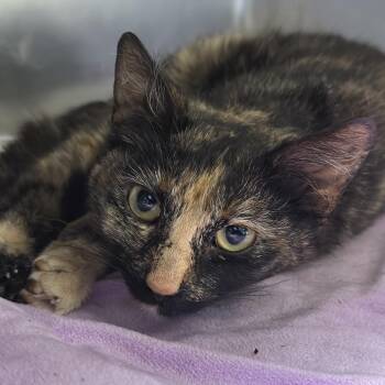 Lego -  Domestic Short Hair Cat for Adoption in Matteson, Illinois - Lego | PetCurious